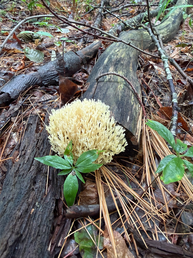 crown-tipped coral fungus · June 2026 · photo: Photo: (c) Jeff, some rights reserved (CC BY) · iNaturalist