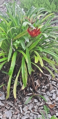 Gazania × splendens