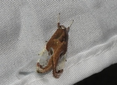 Bertholdia albipuncta