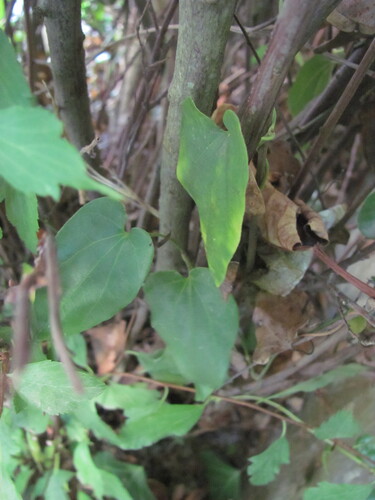 Aristolochia sempervirens, photograph 6