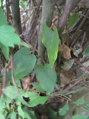 Aristolochia sempervirens, photograph zebedeugalinha, CC BY, iNaturalist via GBIF