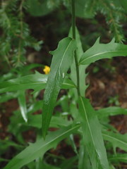 Hieracium tridentatum