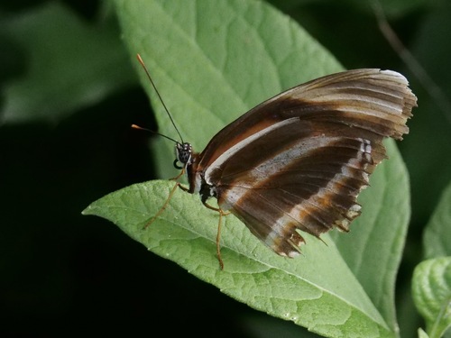 Banded Orange Heliconian photo 5