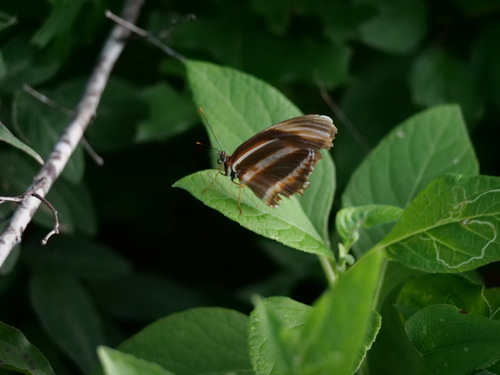 Banded Orange Heliconian photo 6