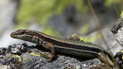 Iberolacerta aurelioi