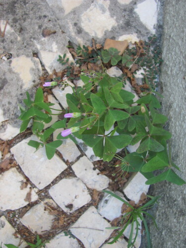 Oxalis latifolia