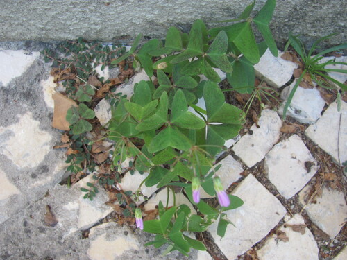 Oxalis latifolia