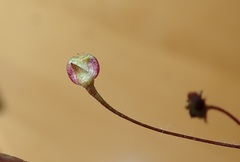 Centella eriantha