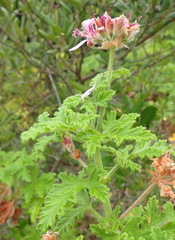 Pelargonium
