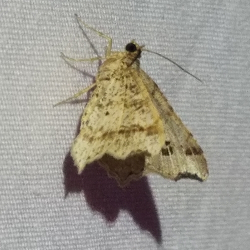 Common Angle photo 2