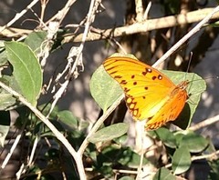 Dione vanillae maculosa