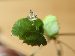 Centella eriantha