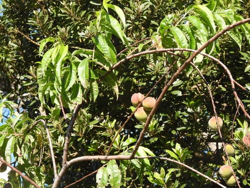 Prunus, 2026-06-19
