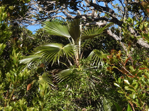 Pritchardia minor observed 2026-06-19