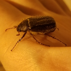 Phyllophaga hirticula