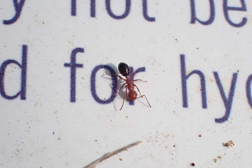 Deceptive Carpenter Ant