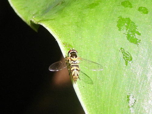 Allograpta obliqua observed 2026-06-19