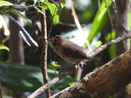 Chasiempis sandwichensis observed 2026-06-19