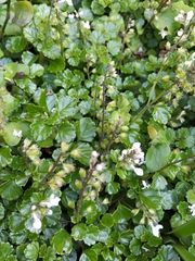 Plectranthus lucidus