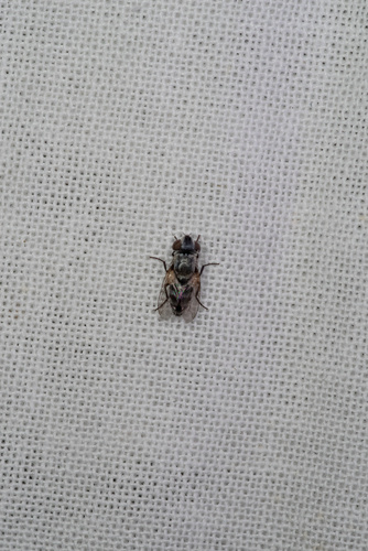 iNaturalist observation photo of Metopia