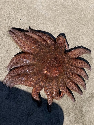 Sunflower Sea Star