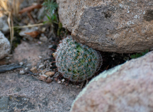 Mammillaria mercadensis