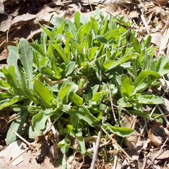 Silene vulgaris