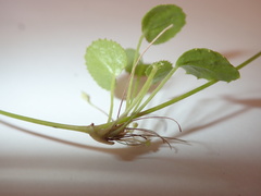 Centella eriantha