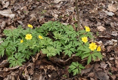 Anemonoides ranunculoides