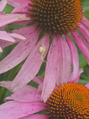 American Green Crab Spider