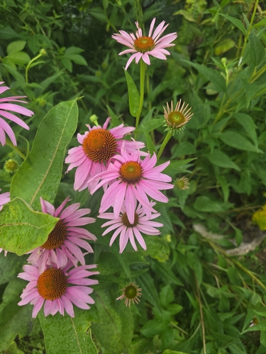 purple coneflower
