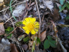 Tussilago