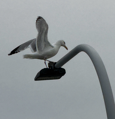 American Herring Gull