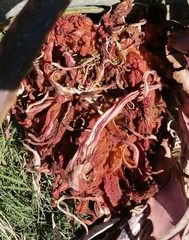 Aceria aloinis