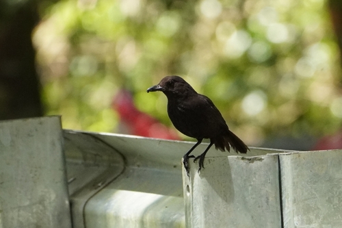Bornean Whistling Thrush (Myophonus borneensis)
