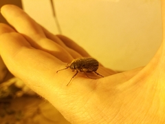 Phyllophaga hirticula