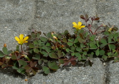 Oxalis corniculata repens