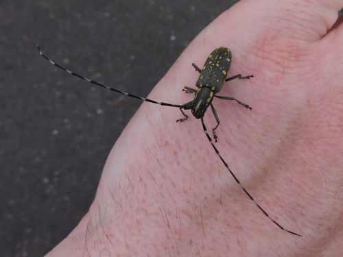 Yellow-spotted Longicorn Beetle