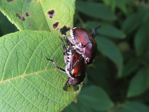 Japanese Beetle