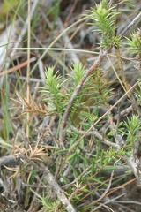 Muraltia ericifolia