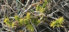 Muraltia ericifolia