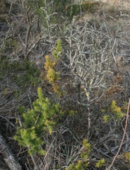 Muraltia ericifolia