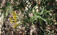 Senecio linearifolius linearifolius