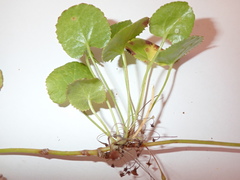 Centella eriantha