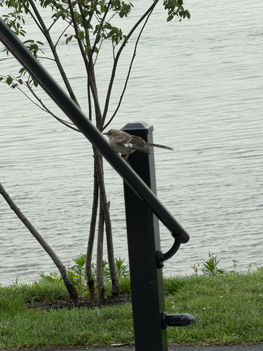 Northern Mockingbird