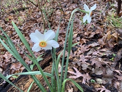 Narcissus poeticus