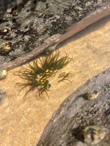Green Snakelock Anemone