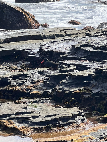 Sooty Oystercatcher