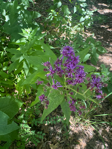 Western Ironweed