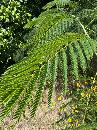 Persian silk tree